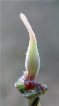  Pistil